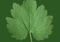 leaf_00250