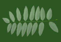 Leaves9