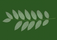 Honey Locust Leaf Texture 04