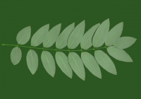 Honey Locust Leaf Texture 08