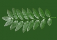 Honey Locust Leaf Texture 11