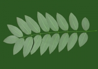 Honey Locust Leaf Texture 12