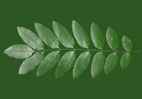 Honey Locust Leaf Texture 16