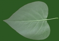 Lilac Leaf Texture Bottom
