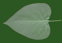 Lilac Leaf Texture Bottom 01