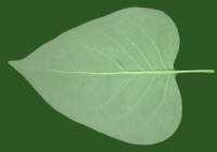 Lilac leaf texture