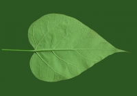 Catalpa tree leaf texture