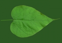 Catalpa tree leaf texture