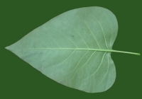 Lilac Leaf Texture Bottom