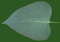 Lilac leaf texture