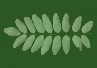 Black Locust Tree Leaf Texture 01