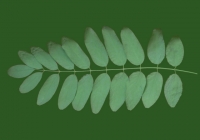 Free Black Locust Tree Leaf Texture 04