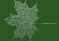 Free Maple Tree Leaf Texture