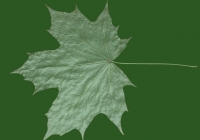 Free Maple Tree Leaf Texture