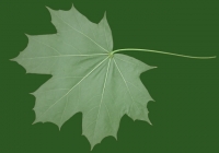 Free Maple Tree Leaf Texture