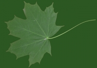 Free Maple Tree Leaf Texture