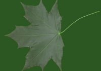 Free Maple Tree Leaf Texture