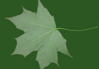 Free Maple Tree Leaf Texture