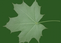 Free Maple Tree Leaf Texture