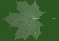 Free Maple Tree Leaf Texture