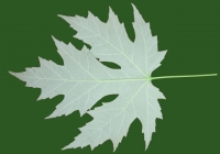 Free Maple Tree Leaf Texture