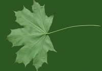 Free Maple Tree Leaf Texture