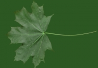 Free Maple Tree Leaf Texture