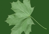 Free Maple Tree Leaf Texture