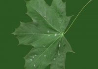 Free Maple Tree Leaf Texture