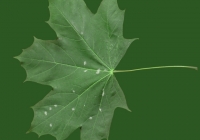 Free Maple Tree Leaf Texture