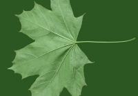 Free Maple Tree Leaf Texture