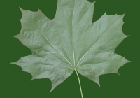 Free Maple Tree Leaf Texture