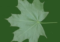 Free Maple Tree Leaf Texture