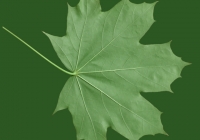 Free Maple Tree Leaf Texture