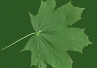 Free Maple Tree Leaf Texture