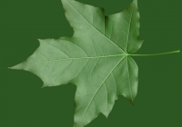 Free Maple Tree Leaf Texture