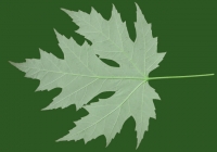 Free Maple Tree Leaf Texture