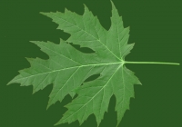 Free Maple Tree Leaf Texture