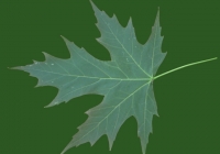 Free Maple Tree Leaf Texture