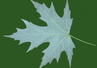 Free Maple Tree Leaf Texture