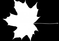 Free Maple Tree Leaf Texture Mask