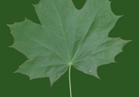 Free Maple Tree Leaf Texture