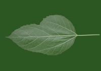 Mulberry Tree Leaf Texture