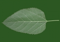 Mulberry Tree Leaf Texture