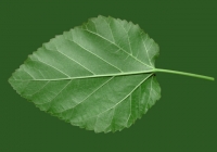 Mulberry Tree Leaf Texture