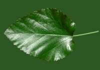 Mulberry Tree Leaf Texture