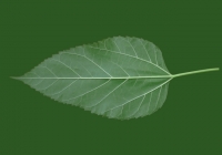 Mulberry Tree Leaf Texture