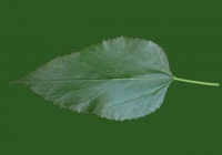 Mulberry Tree Leaf Texture