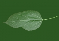Mulberry Tree Leaf Texture