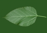 Mulberry Tree Leaf Texture